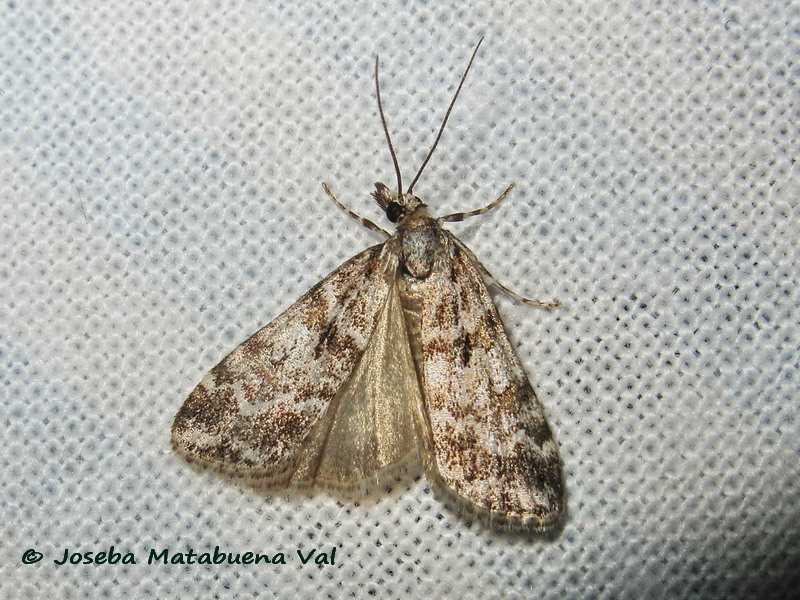 Scoparia pyralella - Crambidae